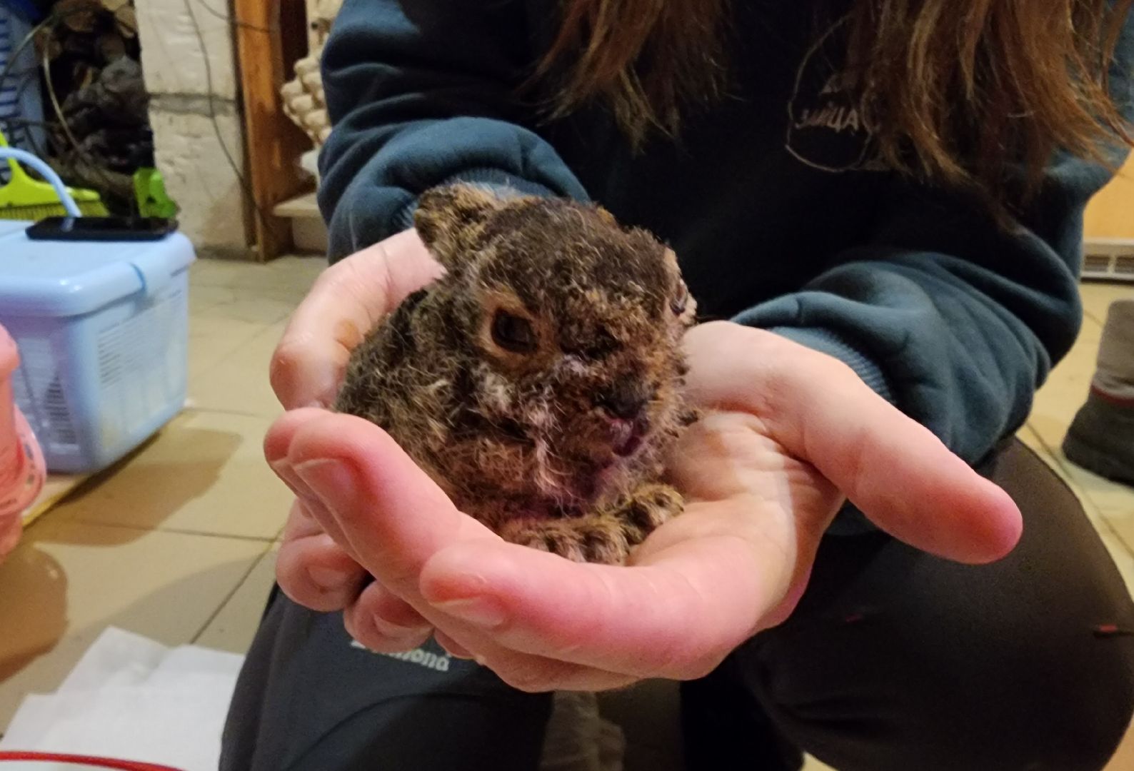 экология, животные, пожар, пал травы, домодедово, дом зайца, реабилитационный центр, дикие животные, спасение животных, заяц,