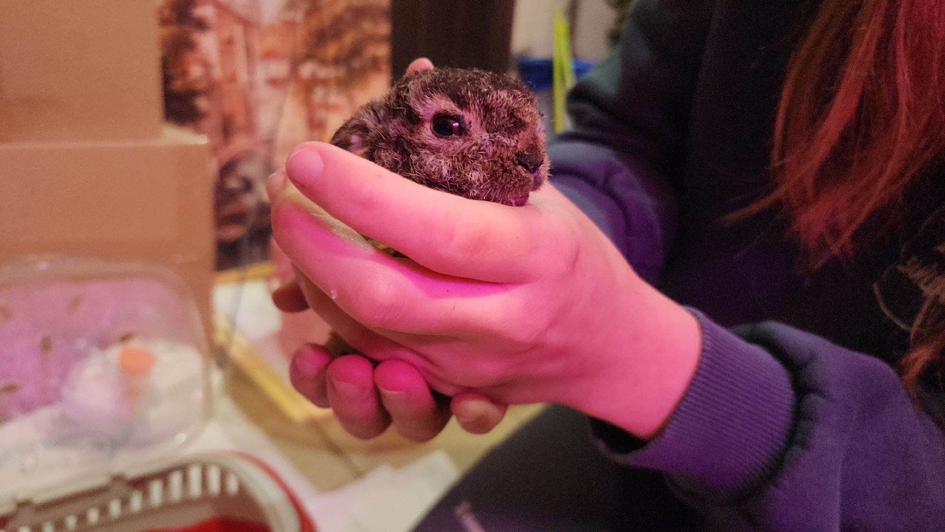 экология, животные, пожар, пал травы, домодедово, дом зайца, реабилитационный центр, дикие животные, спасение животных, заяц,