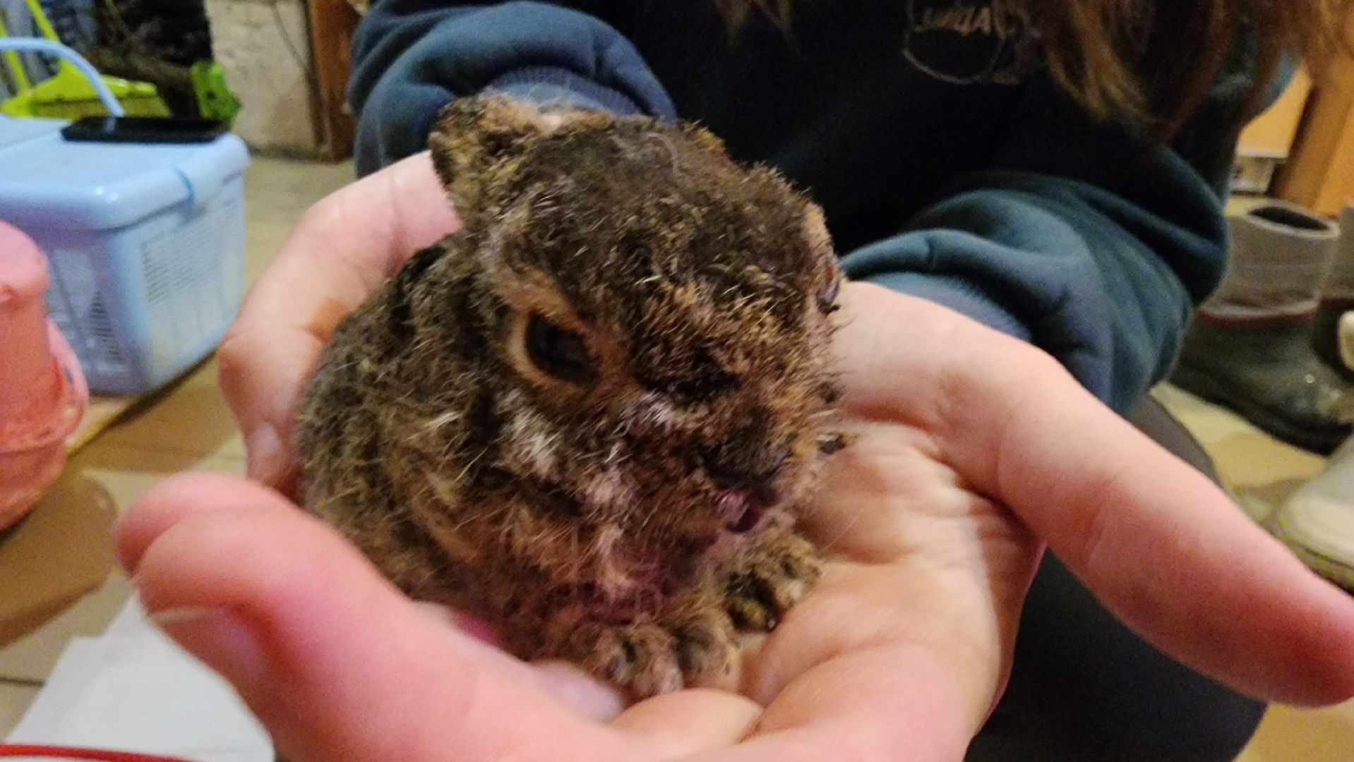 экология, животные, пожар, пал травы, домодедово, дом зайца, реабилитационный центр, дикие животные, спасение животных, заяц,