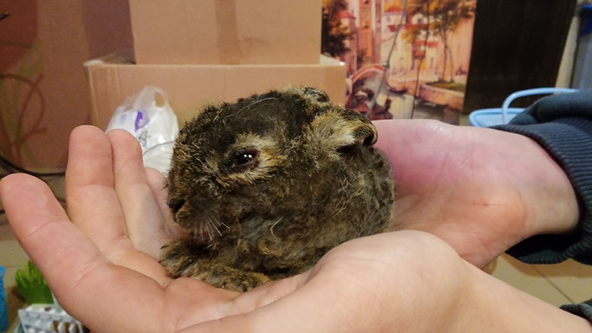 экология, животные, пожар, пал травы, домодедово, дом зайца, реабилитационный центр, дикие животные, спасение животных, заяц,