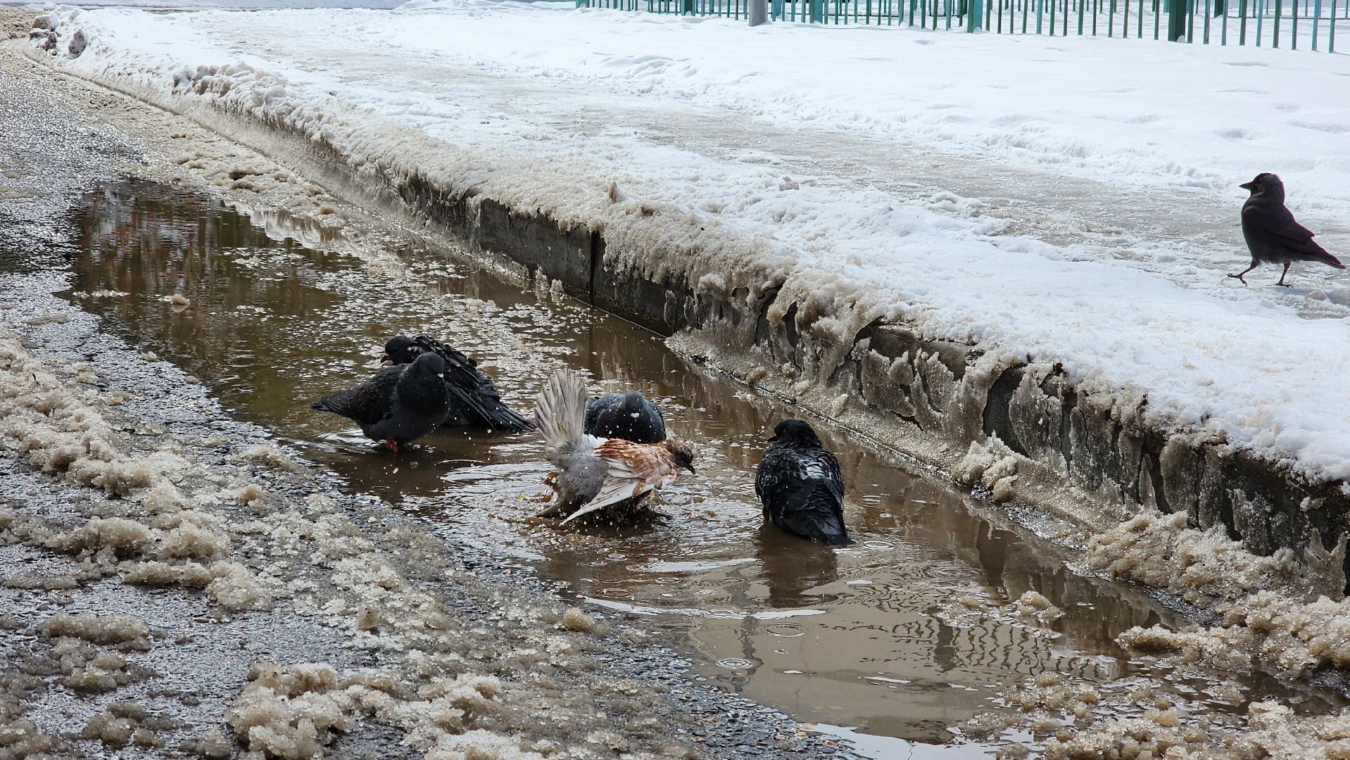 истра, очистка снега, благоустройство,
