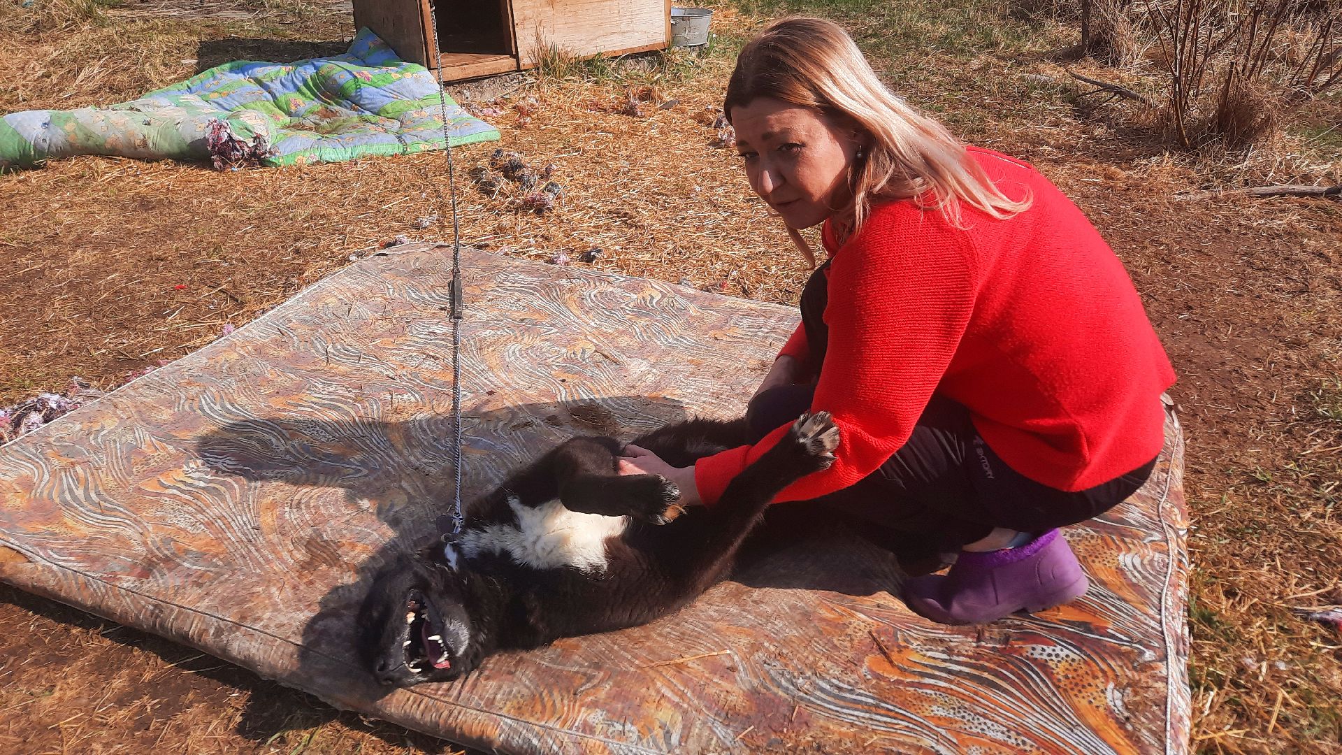 Приют для животных, волонтёры, собаки-инвалиды, Наро-Фоминск