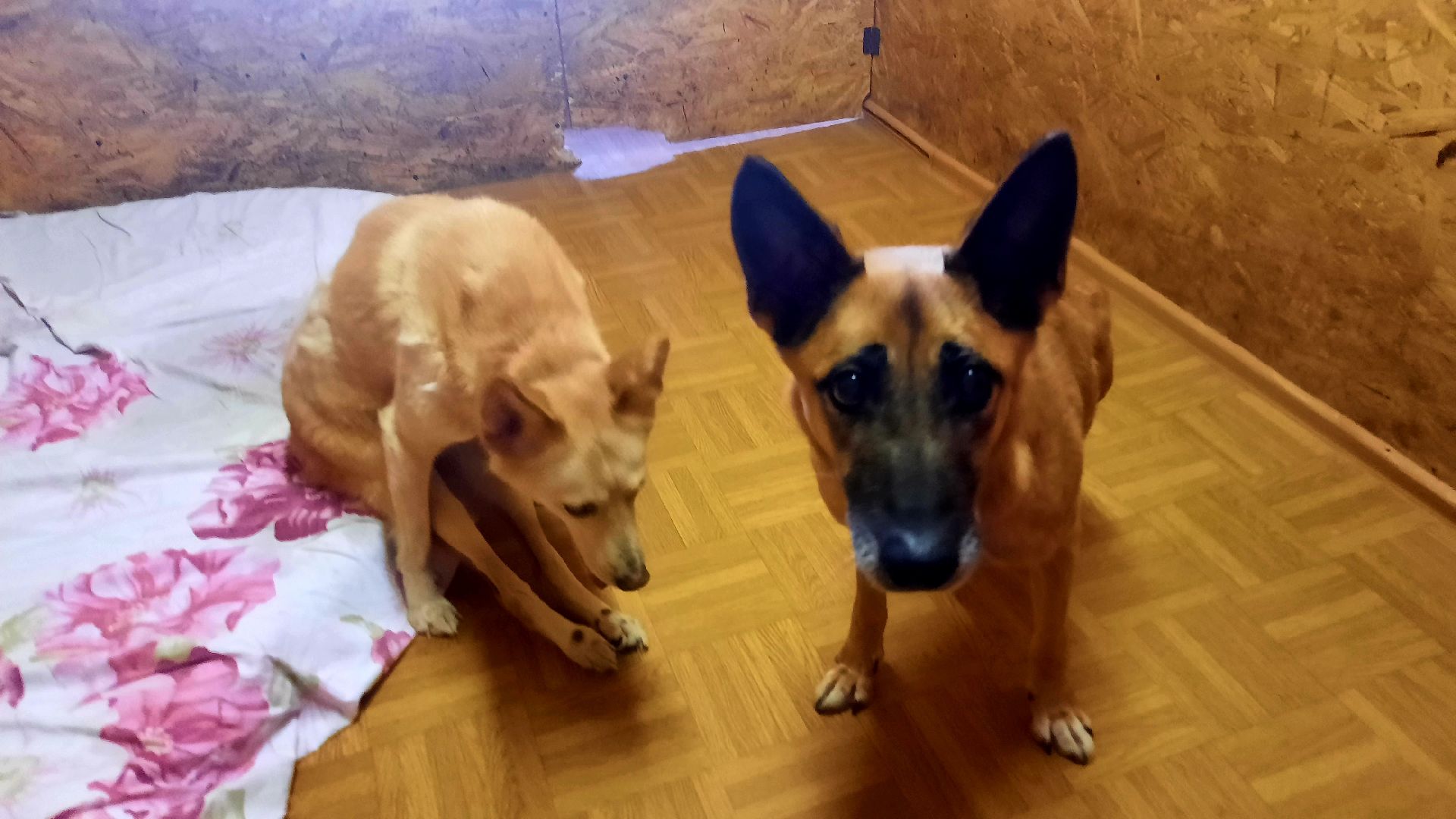 Приют для животных, волонтёры, собаки-инвалиды, Наро-Фоминск