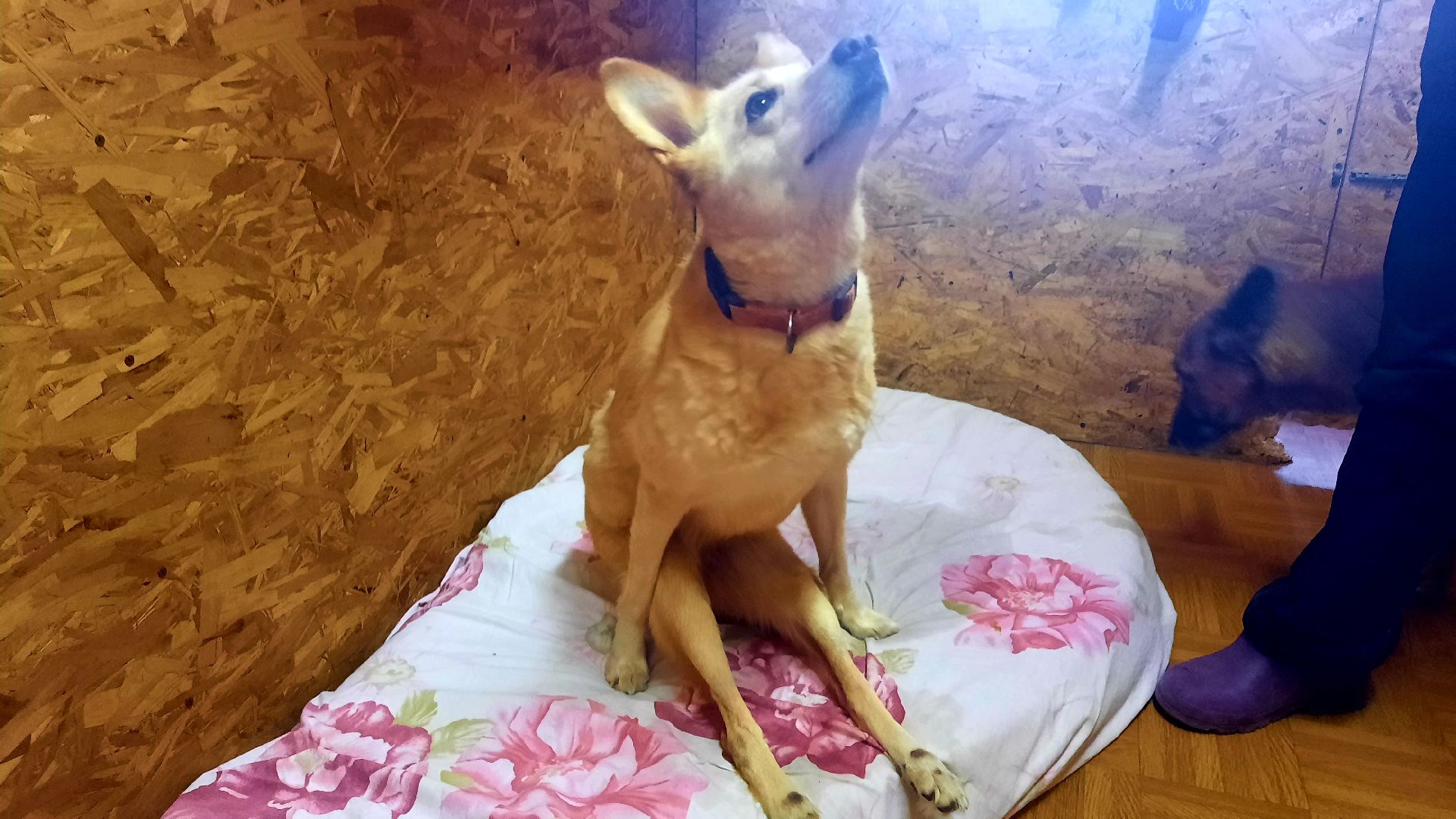 Приют для животных, волонтёры, собаки-инвалиды, Наро-Фоминск