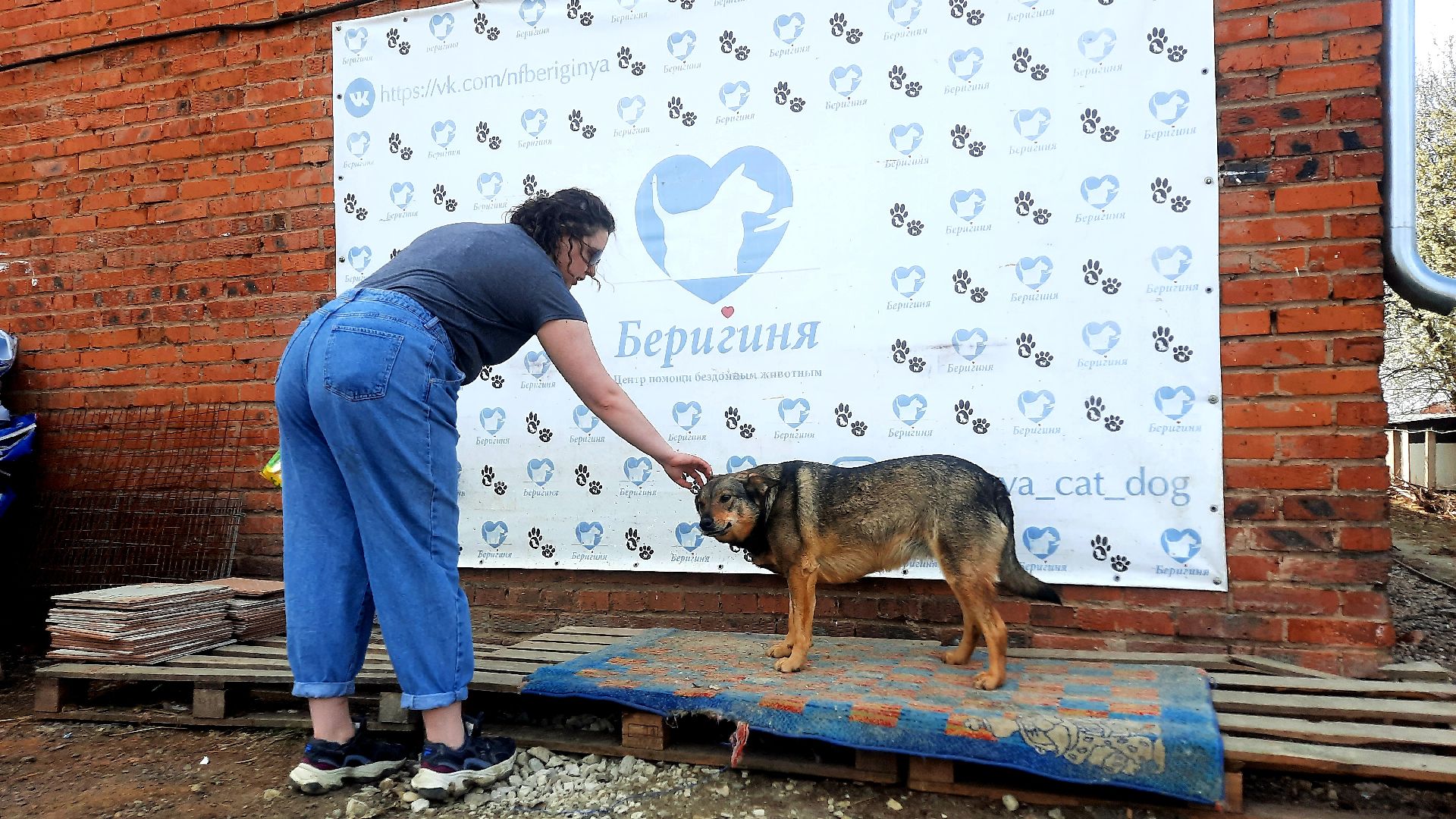 Приют для животных, волонтёры, собаки-инвалиды, Наро-Фоминск