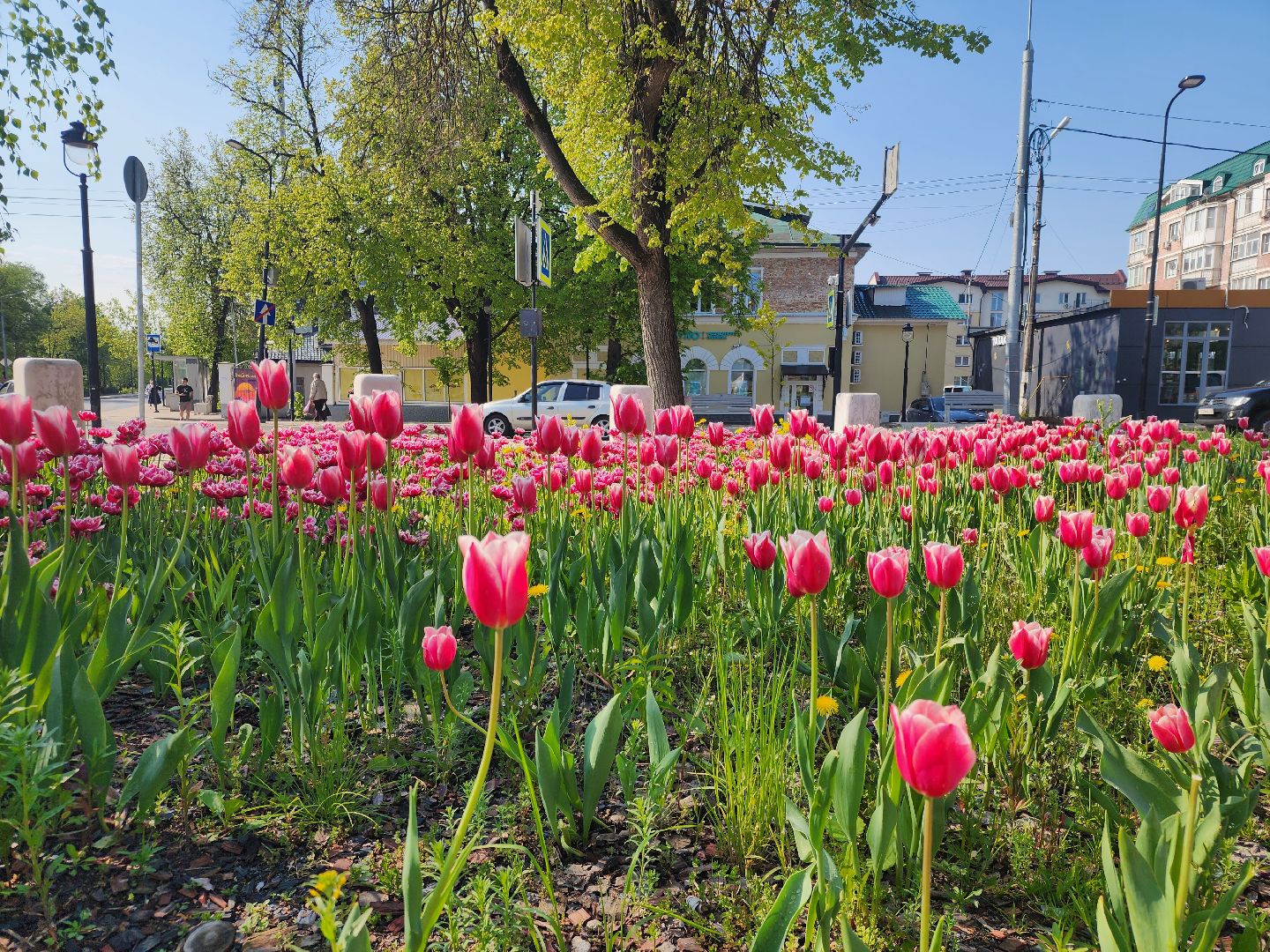 Звенигород кинематографический, Культура, кино, Молодежная инициатива,