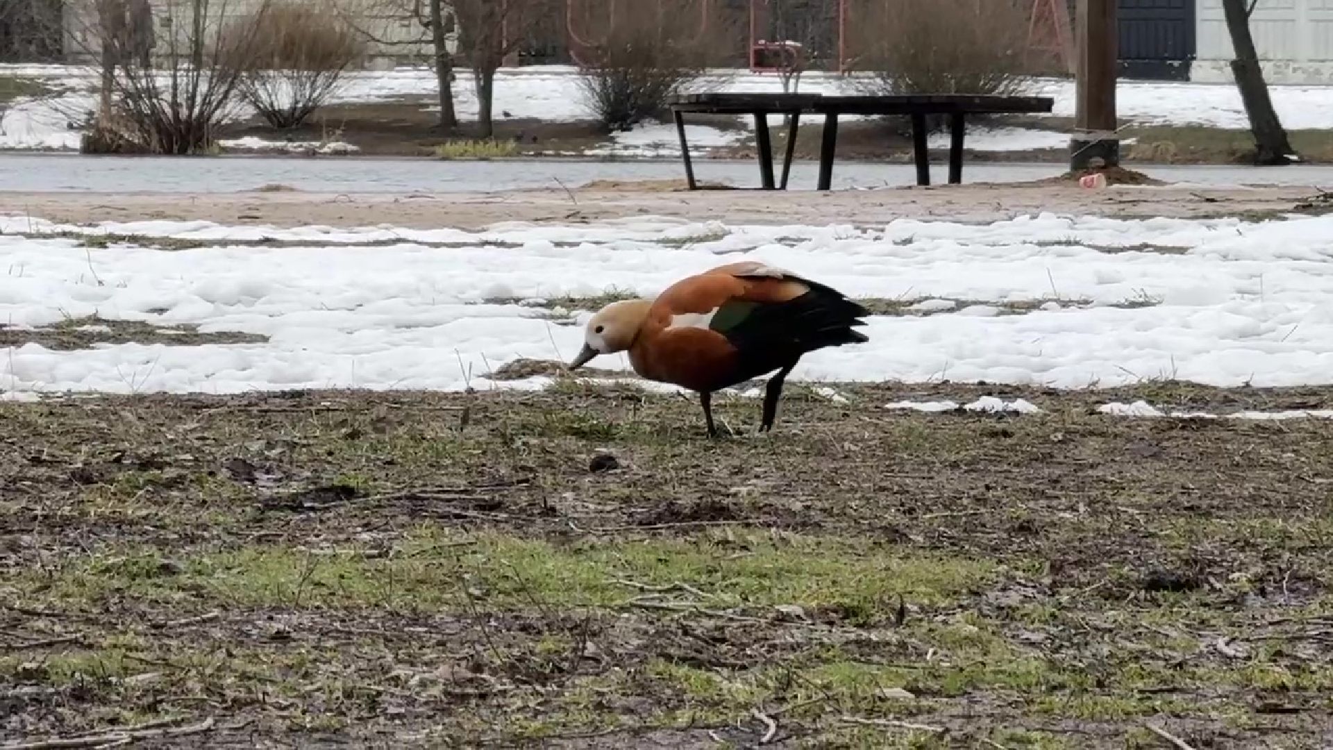 реутов, парк, Фабричный пруд, огари,утки,