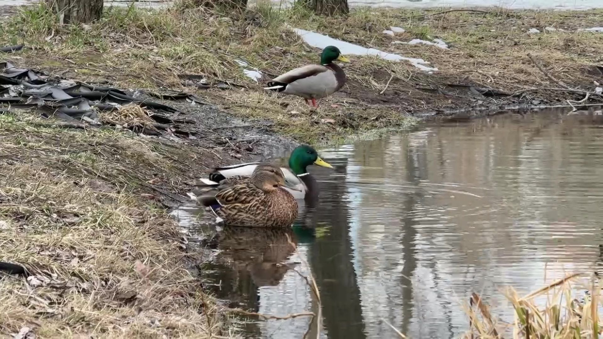 реутов, парк, Фабричный пруд, огари,утки,