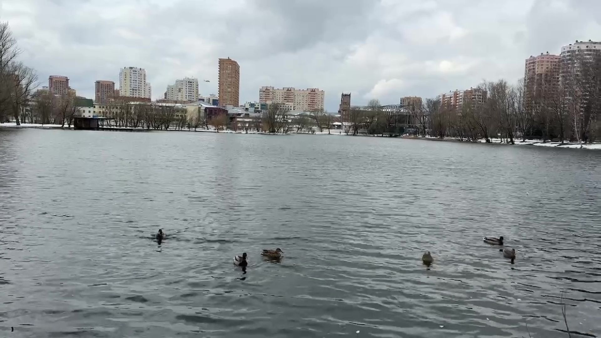 реутов, парк, Фабричный пруд, огари,утки,