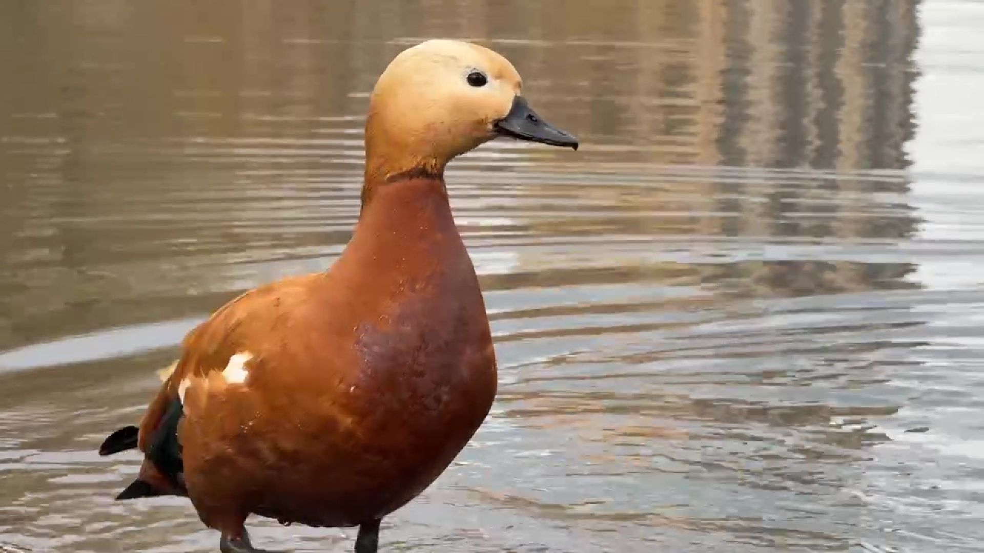 реутов, парк, Фабричный пруд, огари,утки,