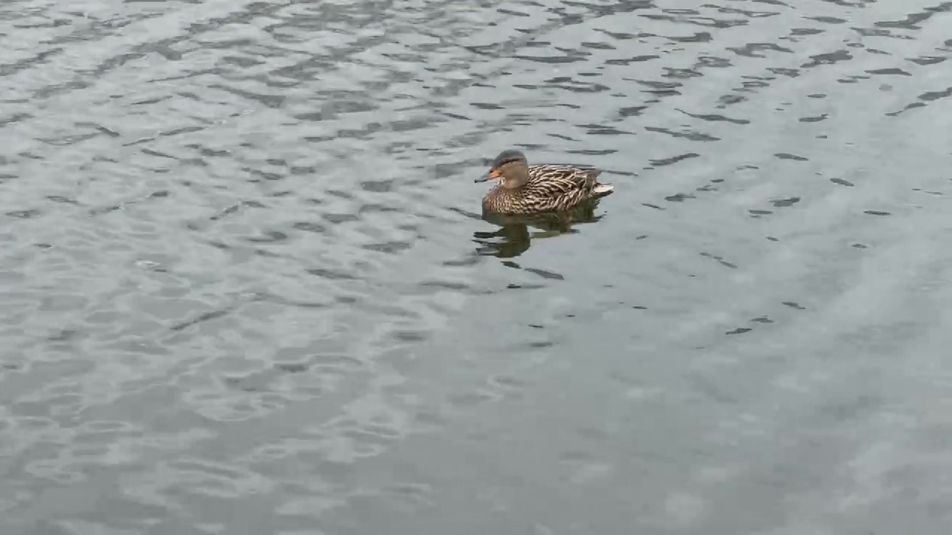 реутов, парк, Фабричный пруд, огари,утки,