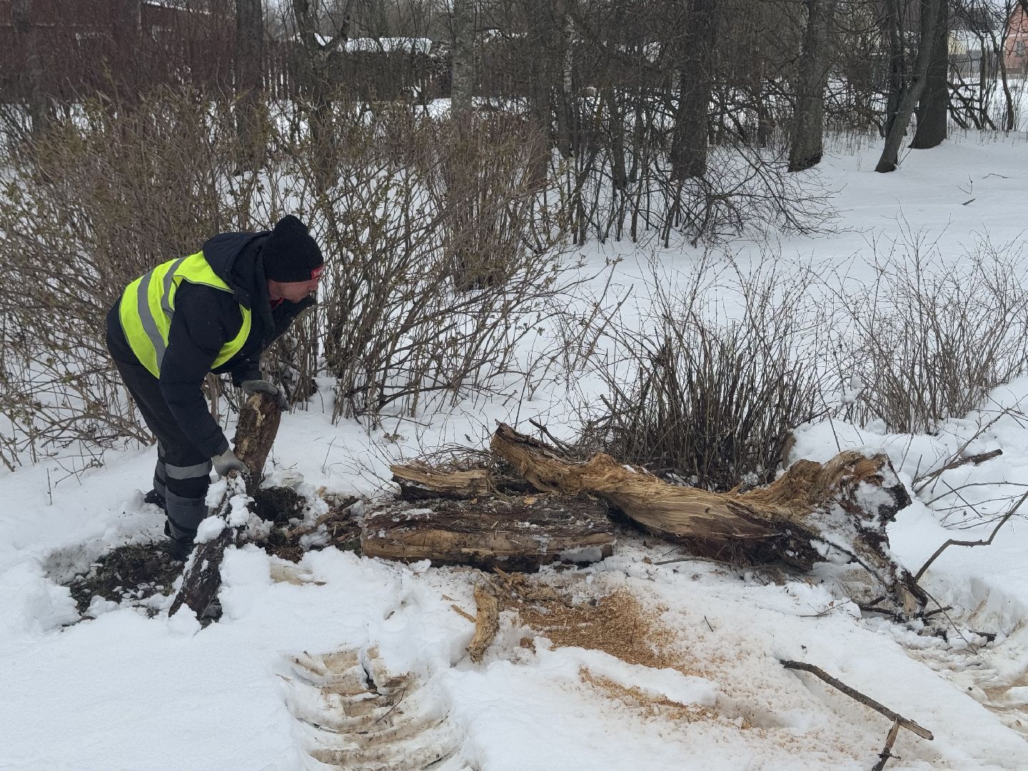 шаховская, выездная администиация, аварийное дерево,