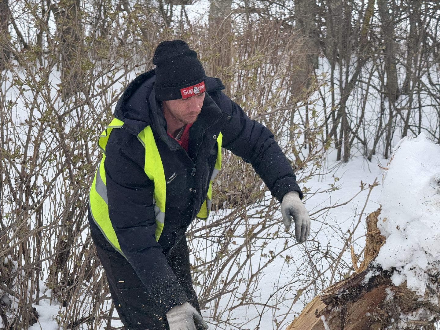 шаховская, выездная администиация, аварийное дерево,