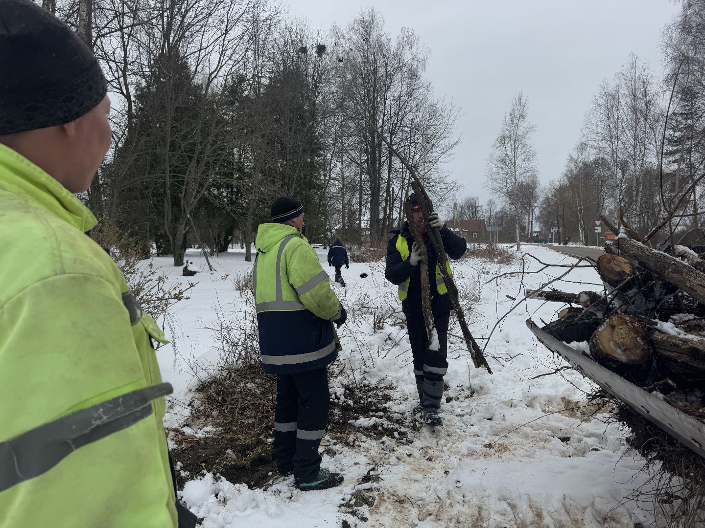 шаховская, выездная администиация, аварийное дерево,