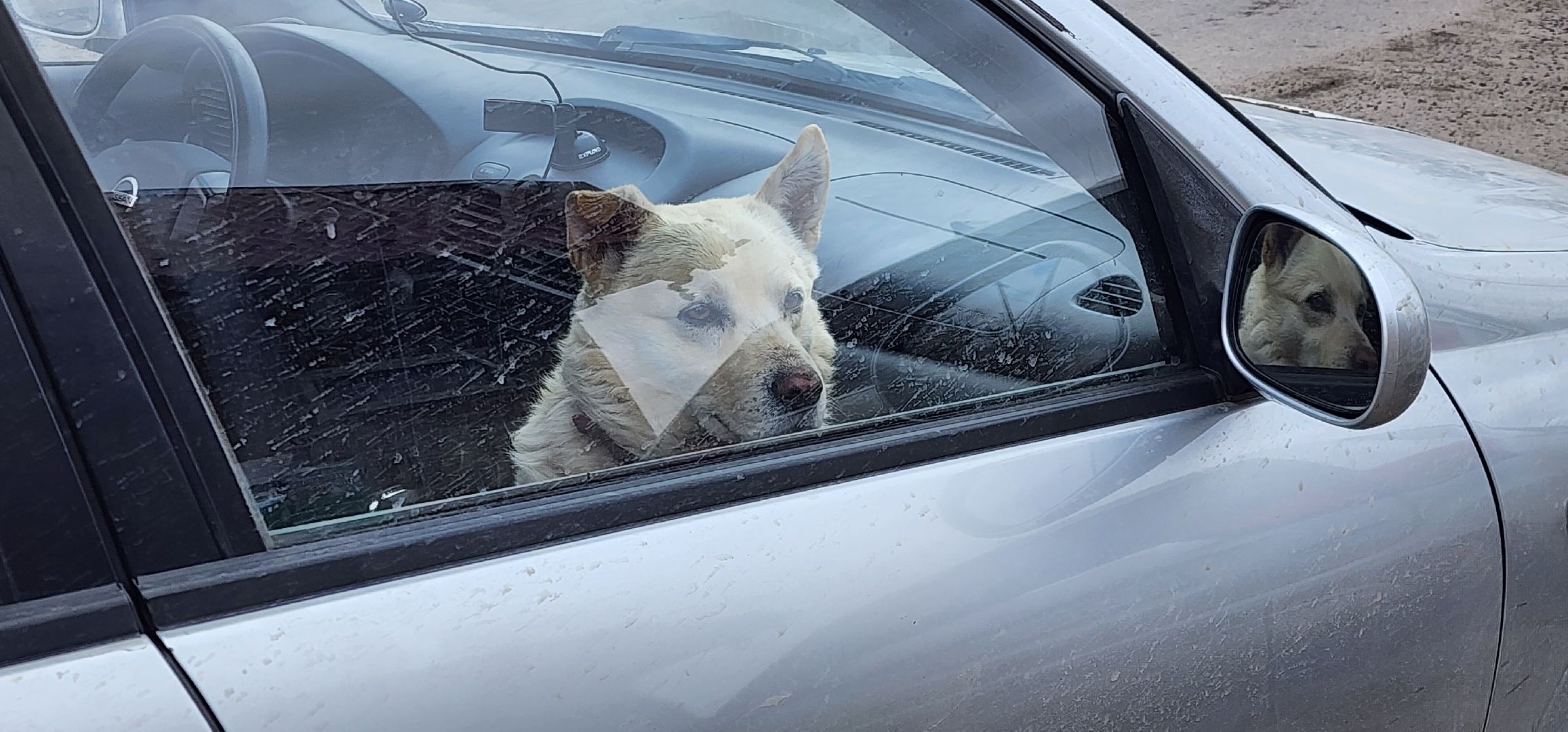 Химки, вакцинация животных, вакцинация от бешенства,