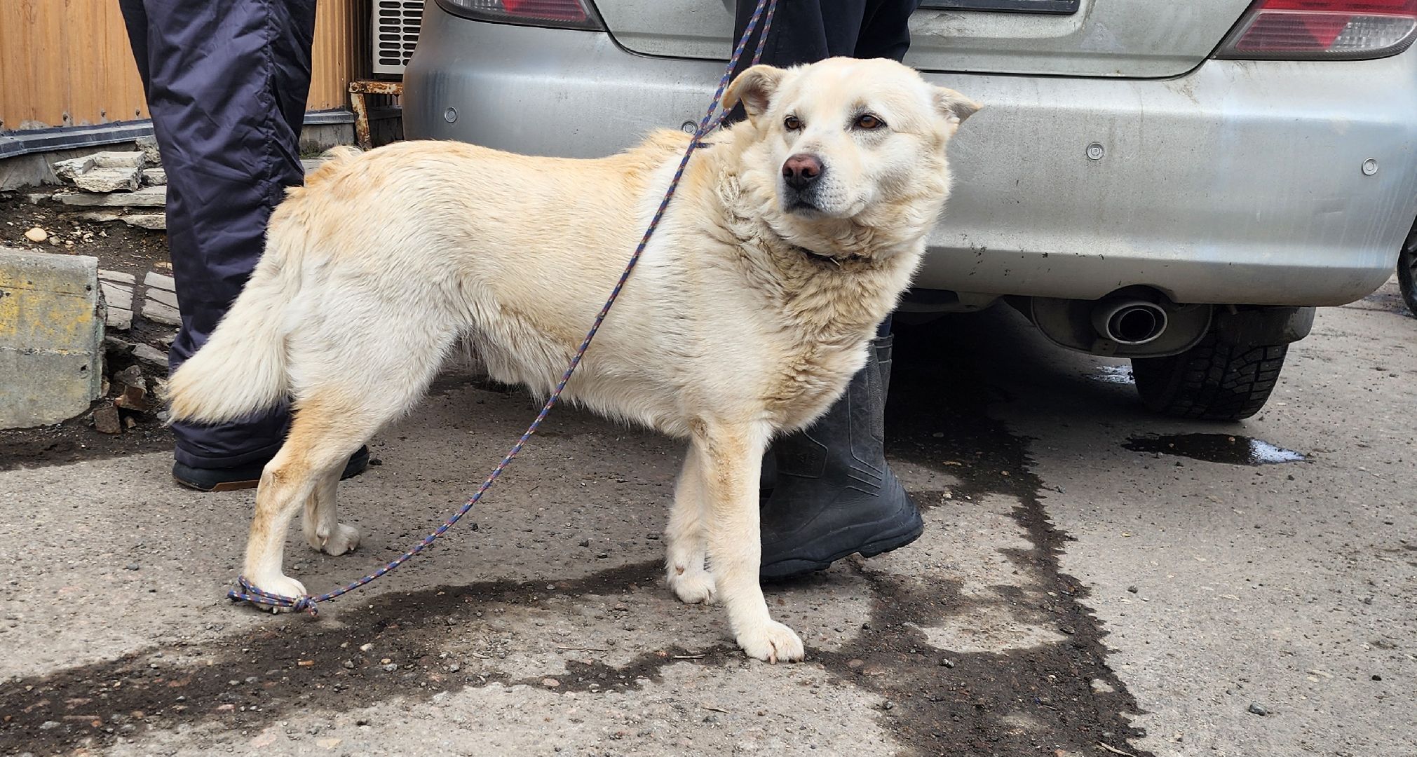 Химки, вакцинация животных, вакцинация от бешенства,