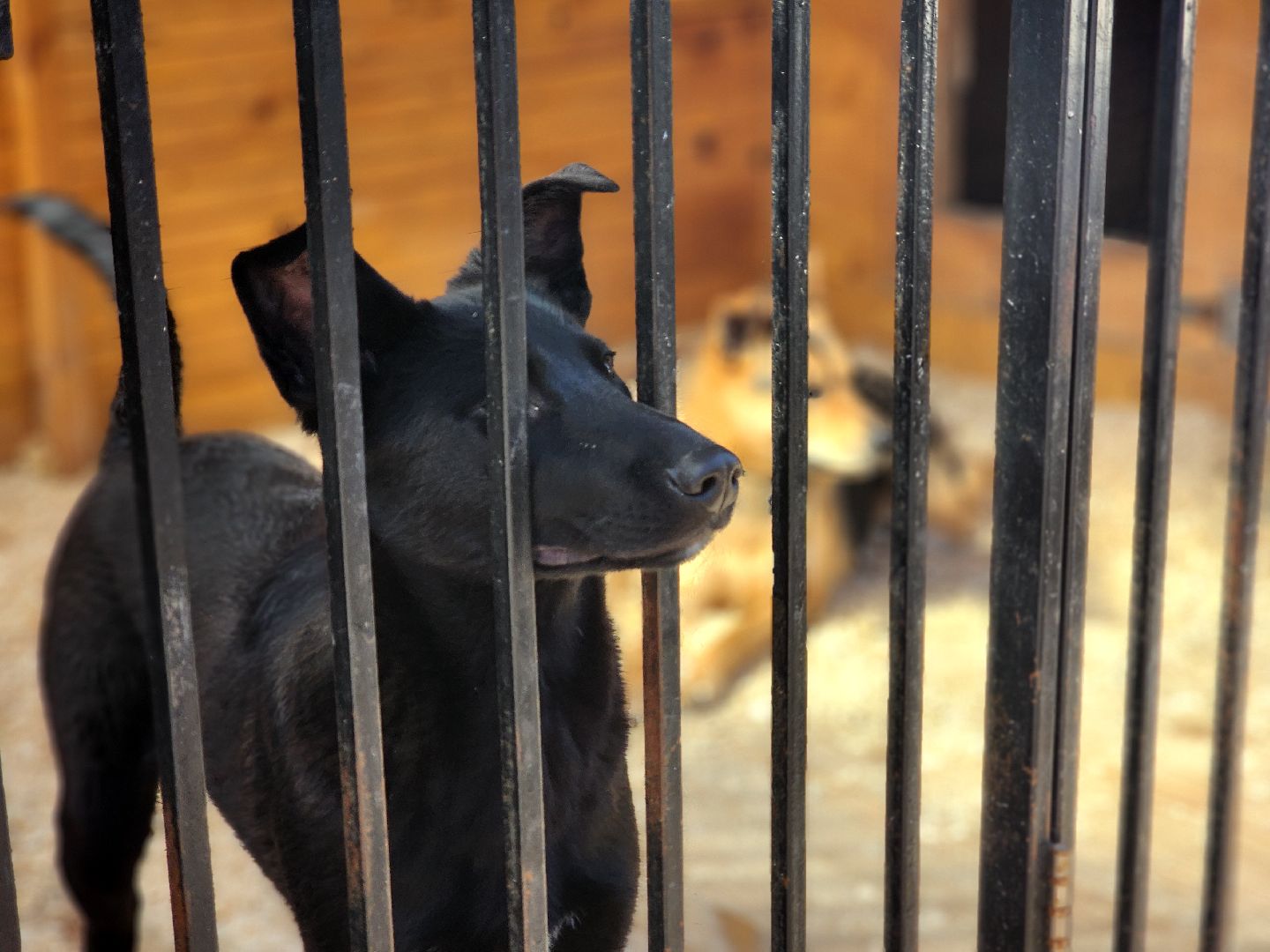 дубна,  приют для собак, верный друг, субботник,