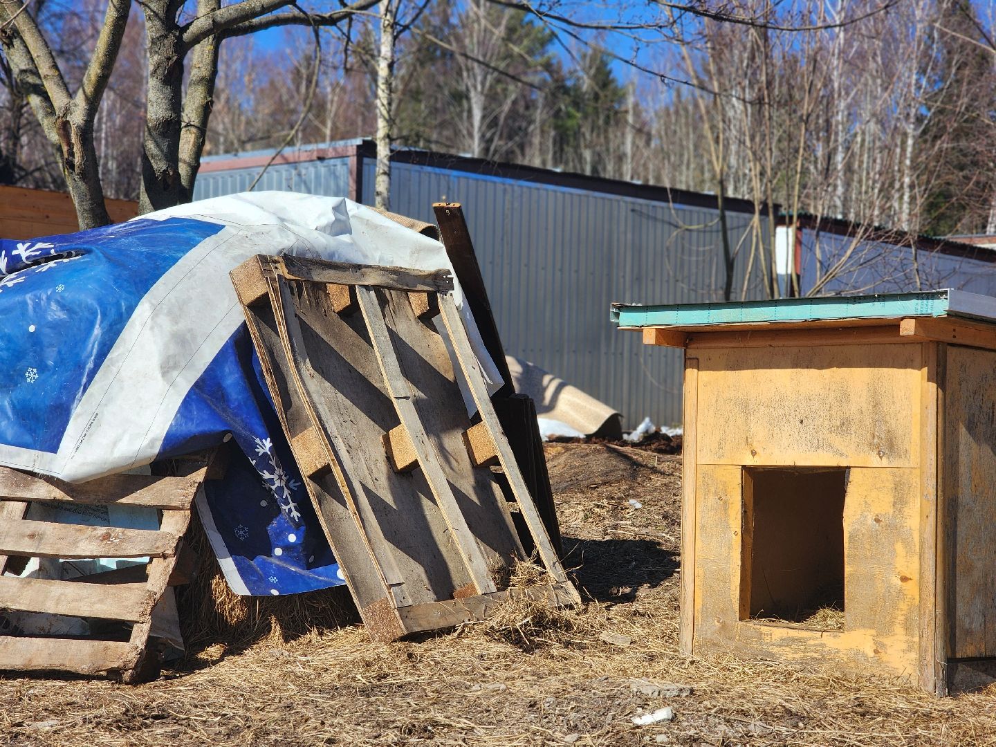 дубна,  приют для собак, верный друг, субботник,