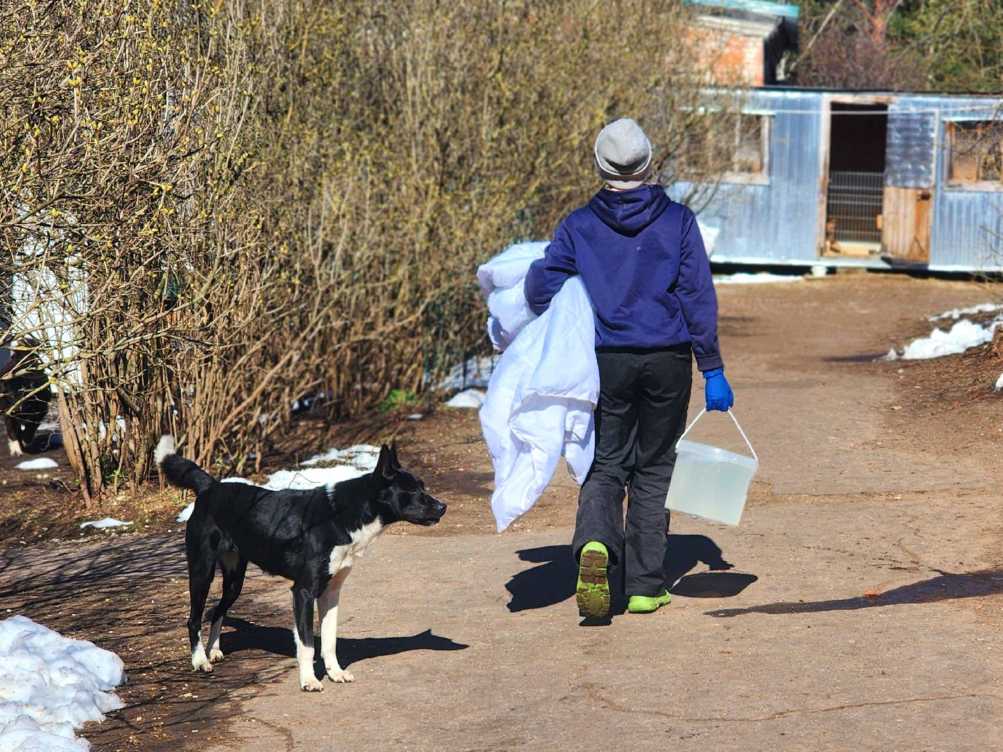 дубна,  приют для собак, верный друг, субботник,