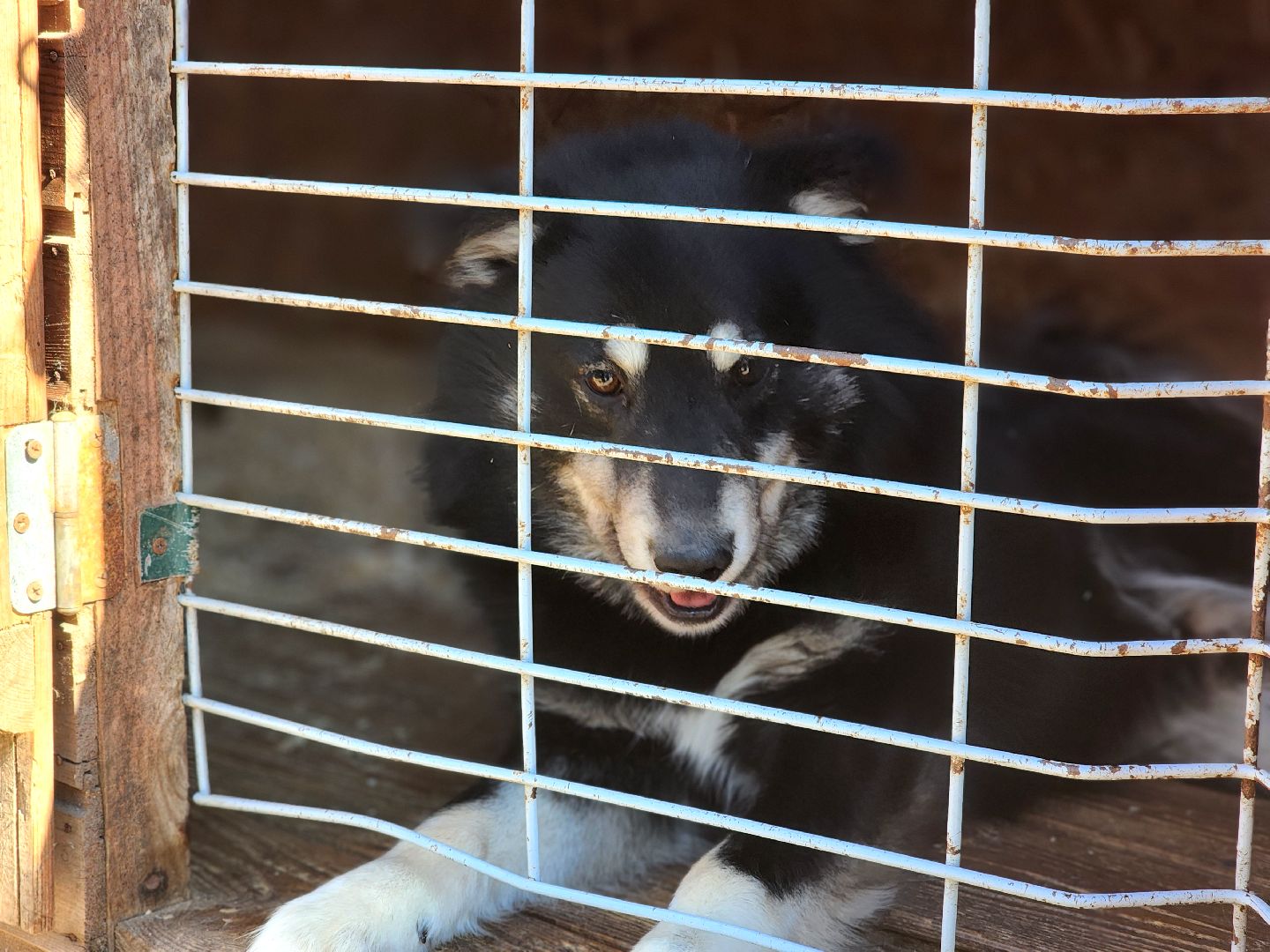 дубна,  приют для собак, верный друг, субботник,