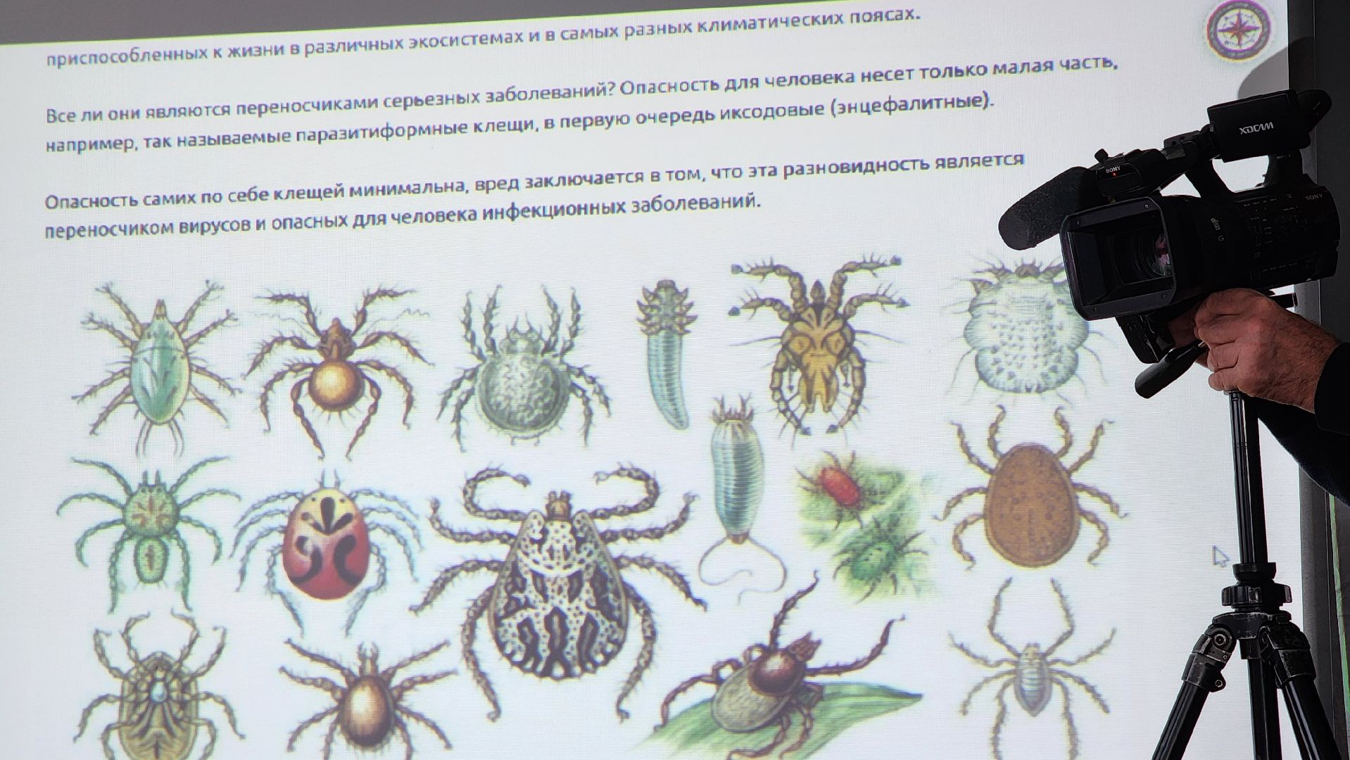 сезон клещей, клещи, природа, лес, экология, здоровье,репеллент,  боррелиоз, энцефалит, домодедово, врач, подмосковье,