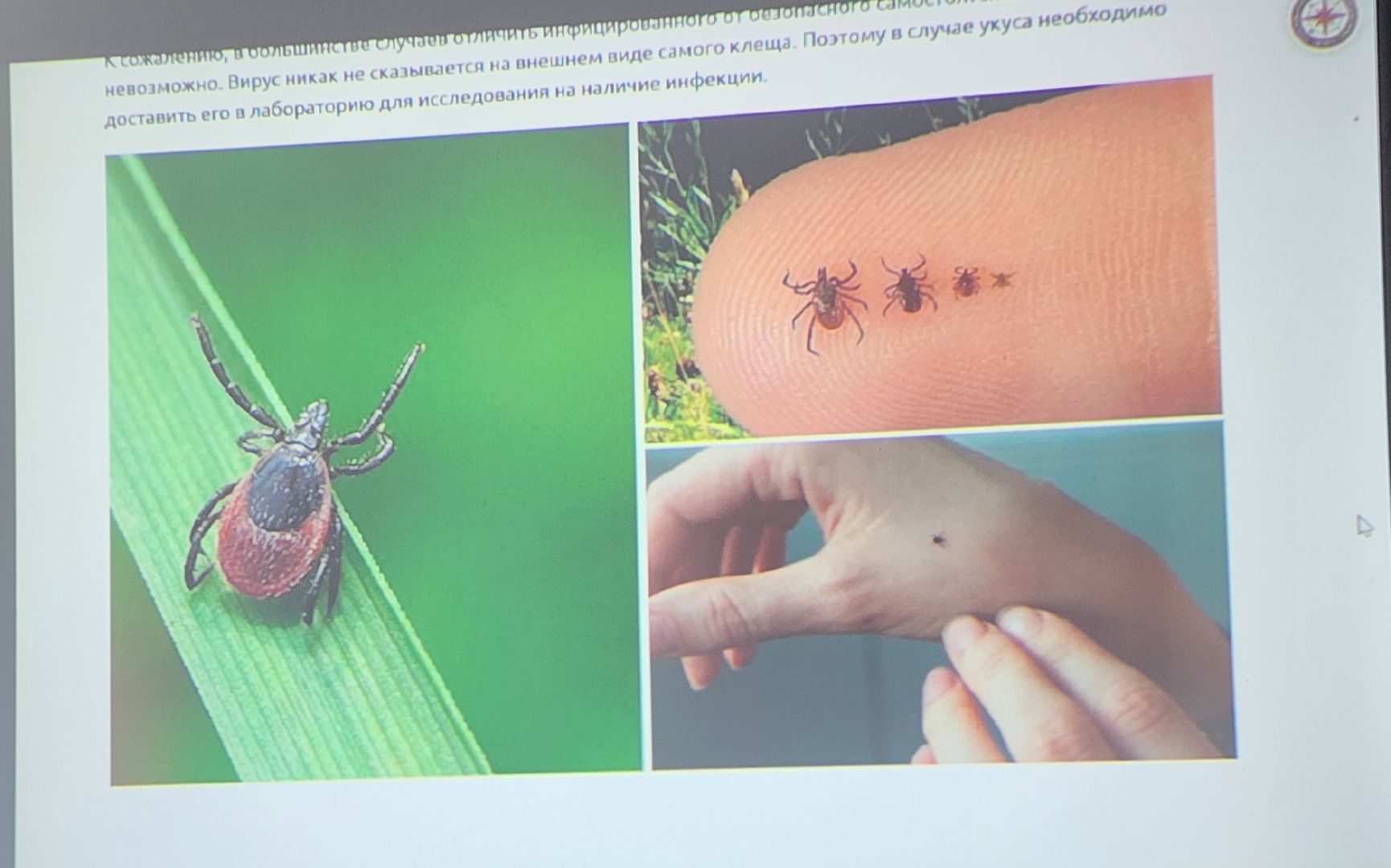 сезон клещей, клещи, природа, лес, экология, здоровье,репеллент,  боррелиоз, энцефалит, домодедово, врач, подмосковье,