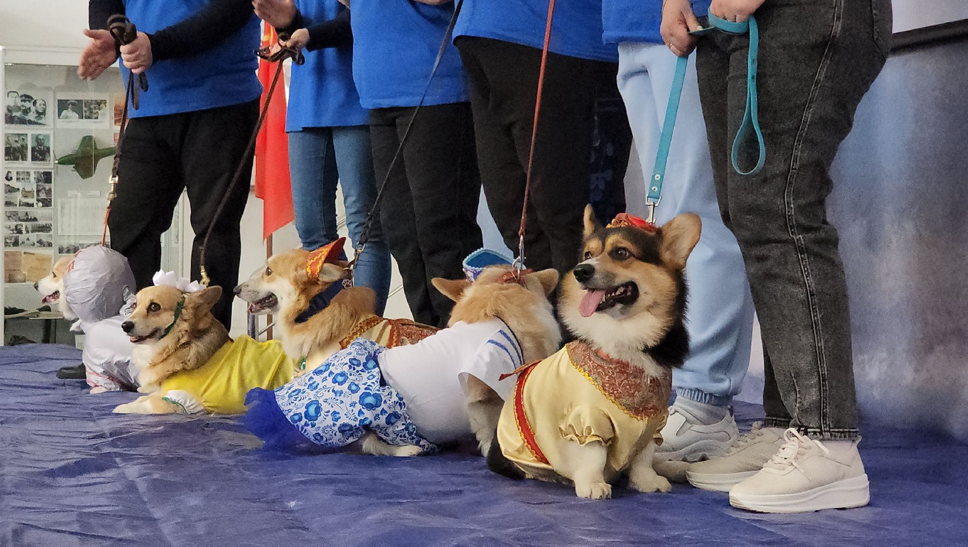 волонтеры, собаки, дети с овз, Лосино-Петровский,