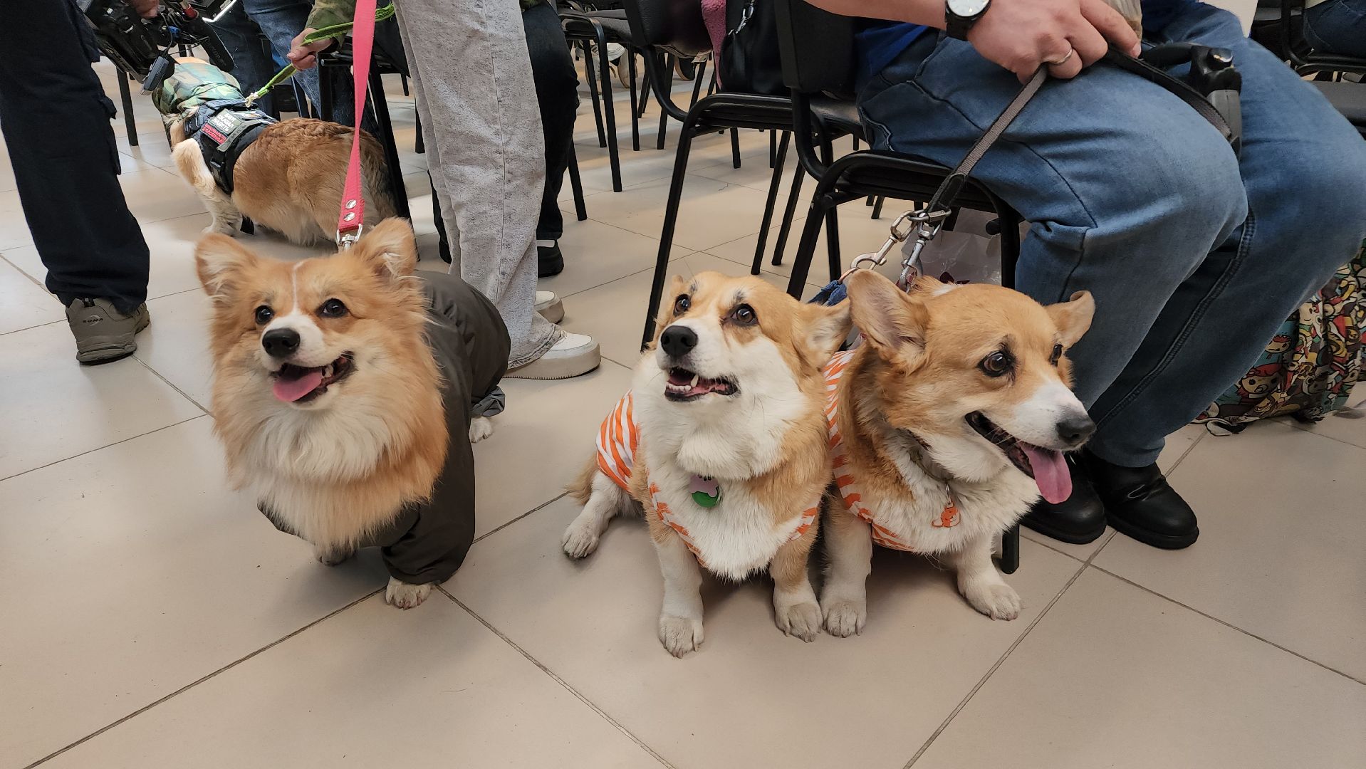 волонтеры, собаки, дети с овз, Лосино-Петровский,