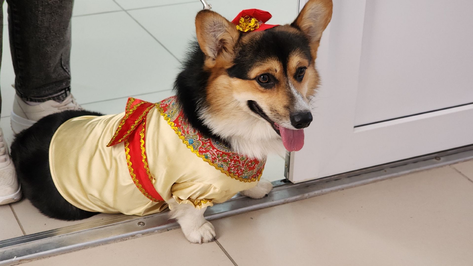 волонтеры, собаки, дети с овз, Лосино-Петровский,