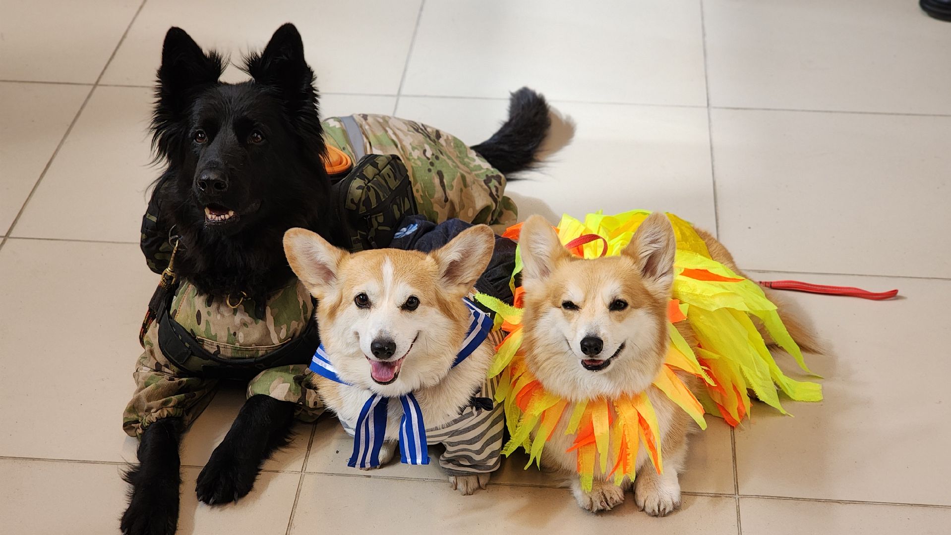 волонтеры, собаки, дети с овз, Лосино-Петровский,