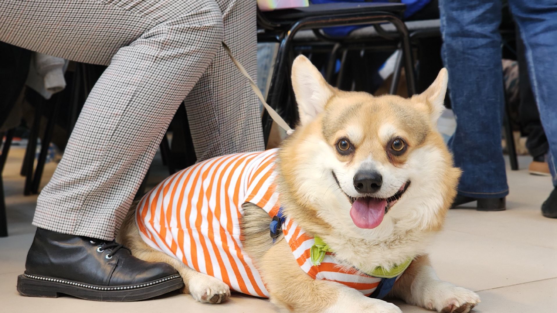 волонтеры, собаки, дети с овз, Лосино-Петровский,