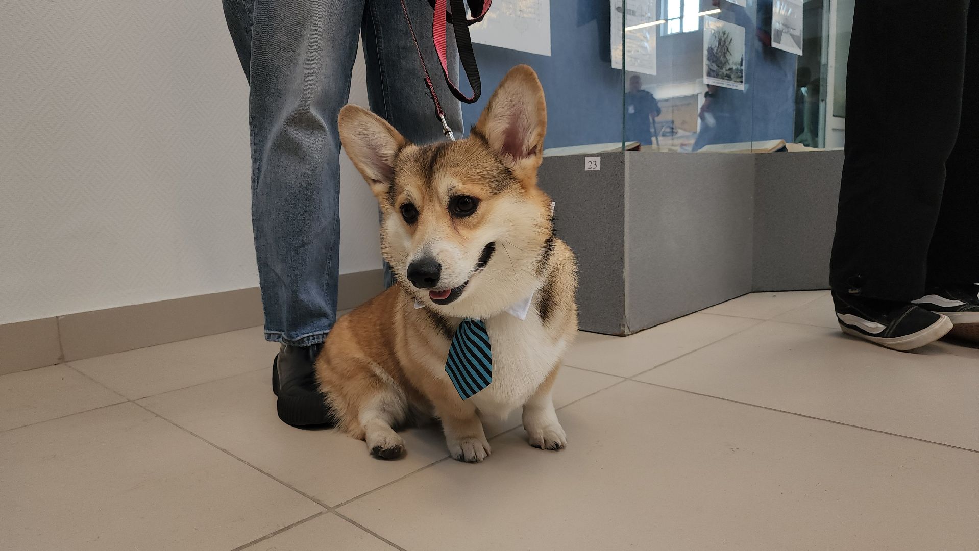 волонтеры, собаки, дети с овз, Лосино-Петровский,