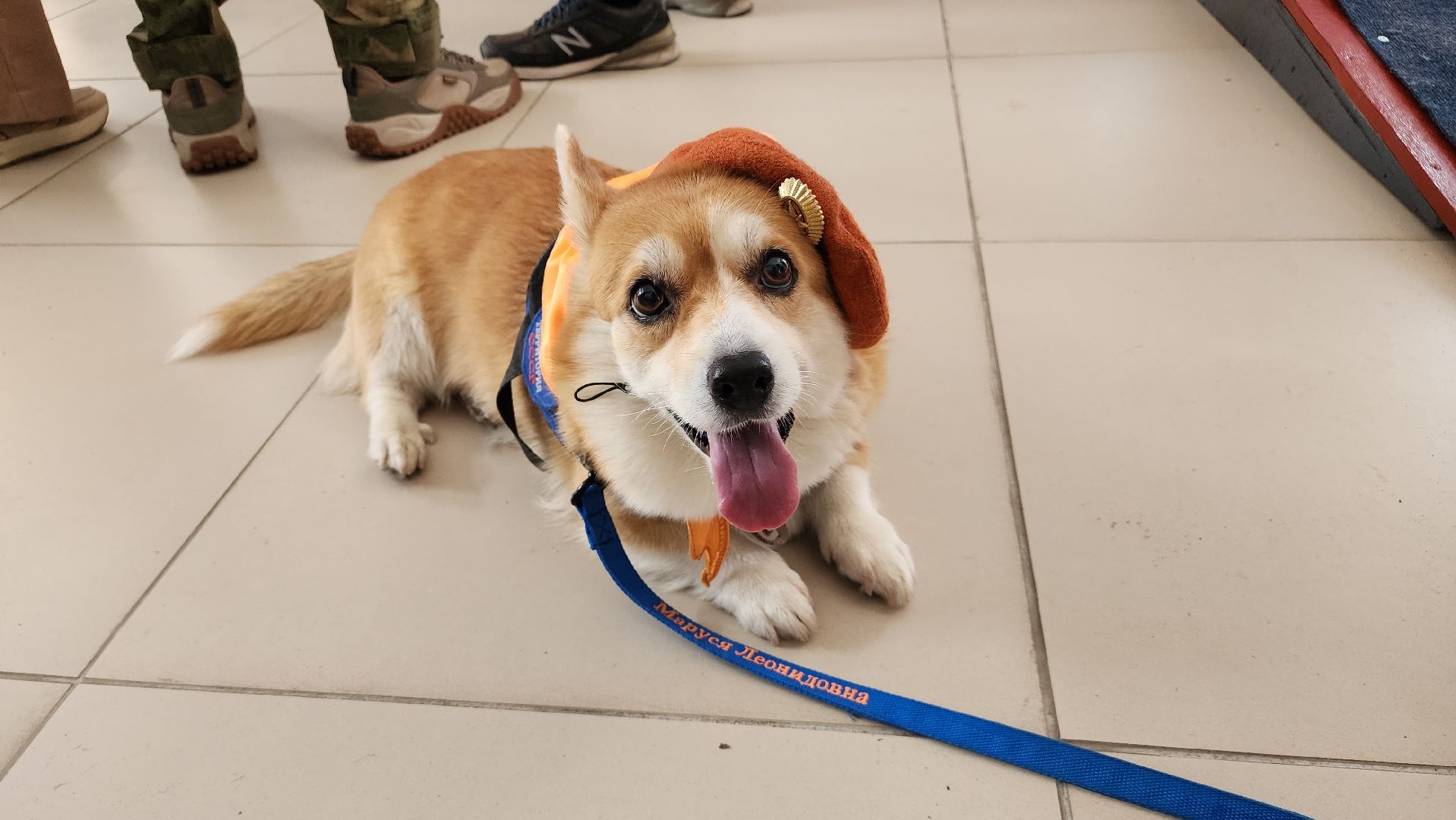 волонтеры, собаки, дети с овз, Лосино-Петровский,