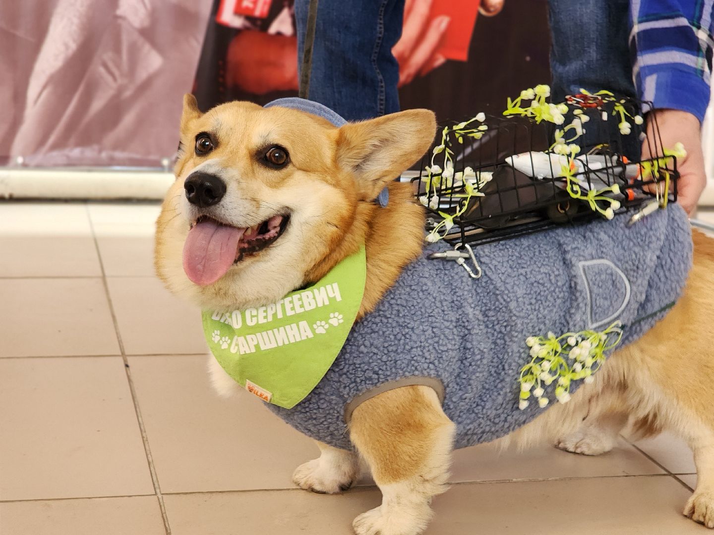 волонтеры, собаки, дети с овз, Лосино-Петровский,