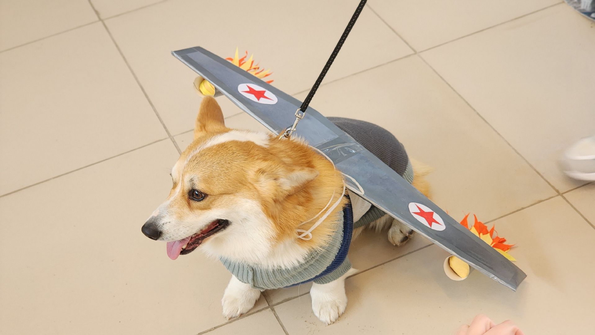 волонтеры, собаки, дети с овз, Лосино-Петровский,