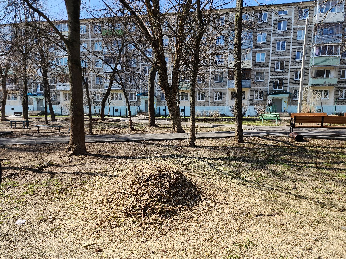 серпухов, подмосковье, убрали дерево,