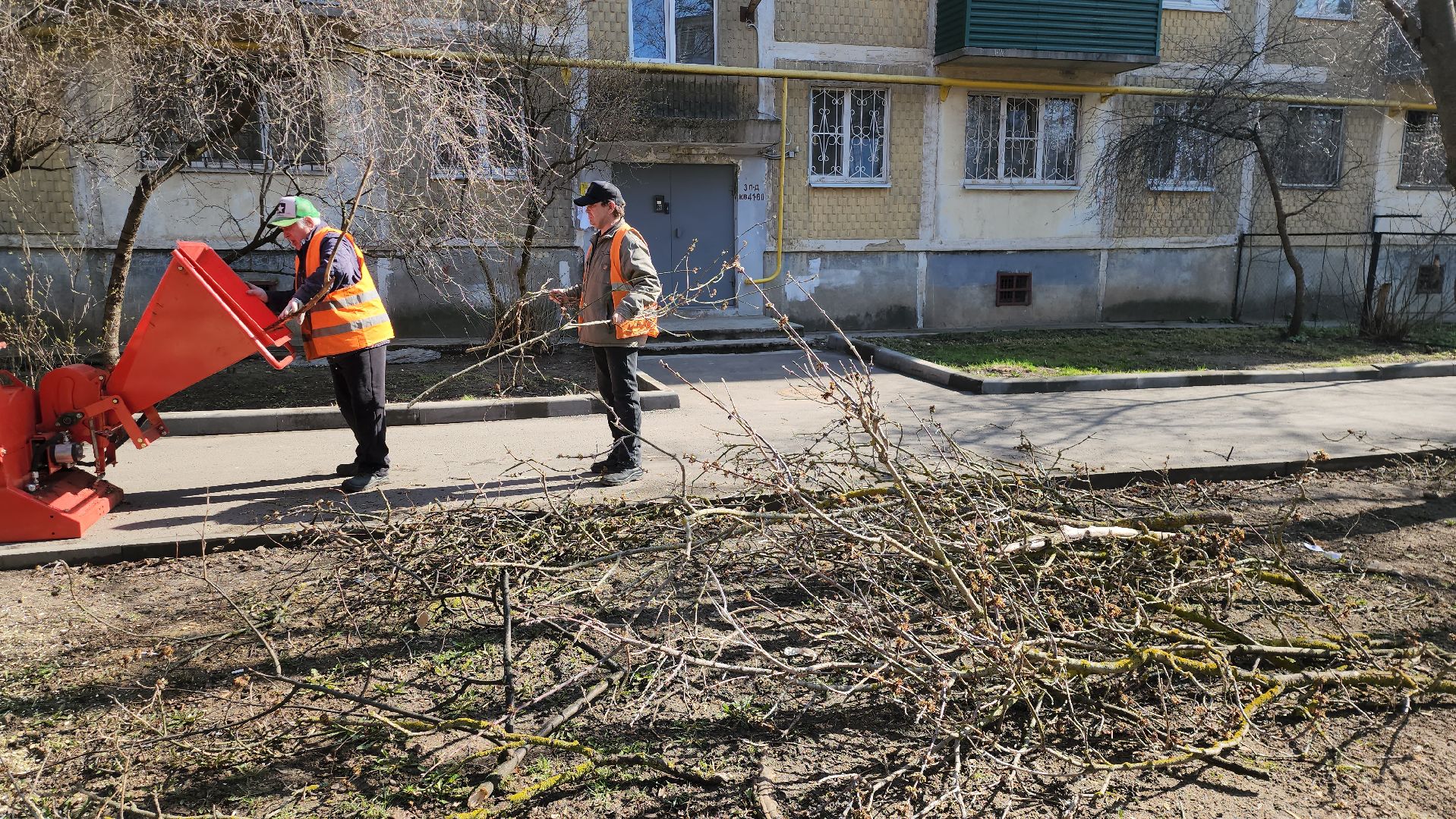серпухов, подмосковье, убрали дерево,