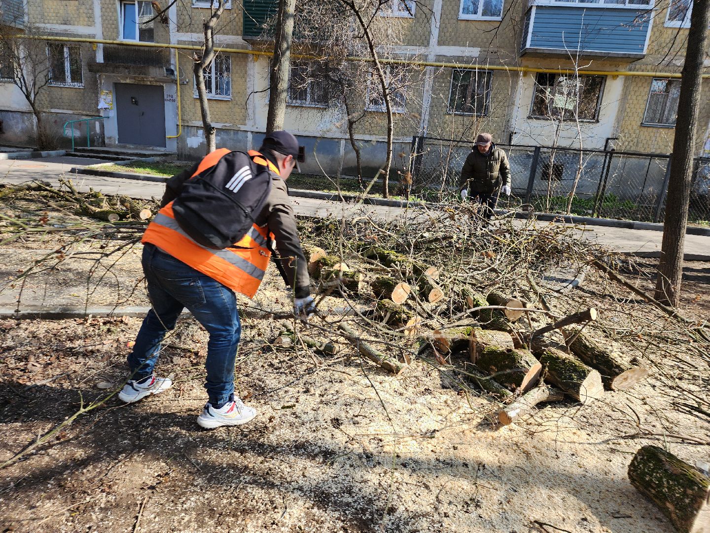 серпухов, подмосковье, убрали дерево,