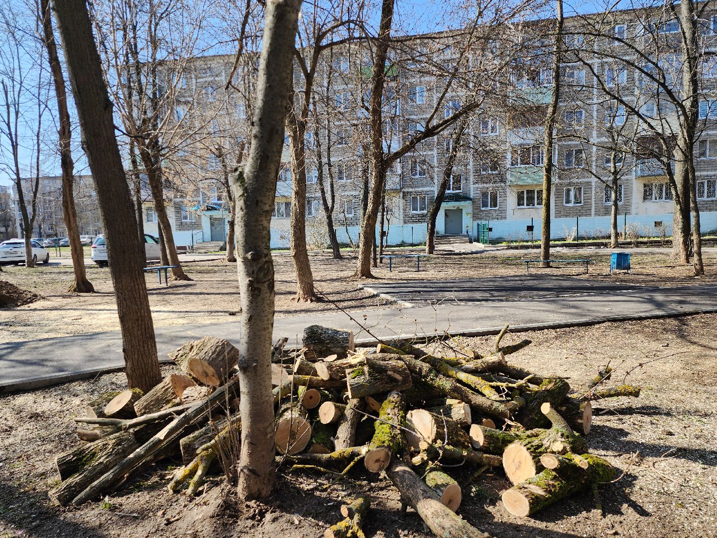 серпухов, подмосковье, убрали дерево,