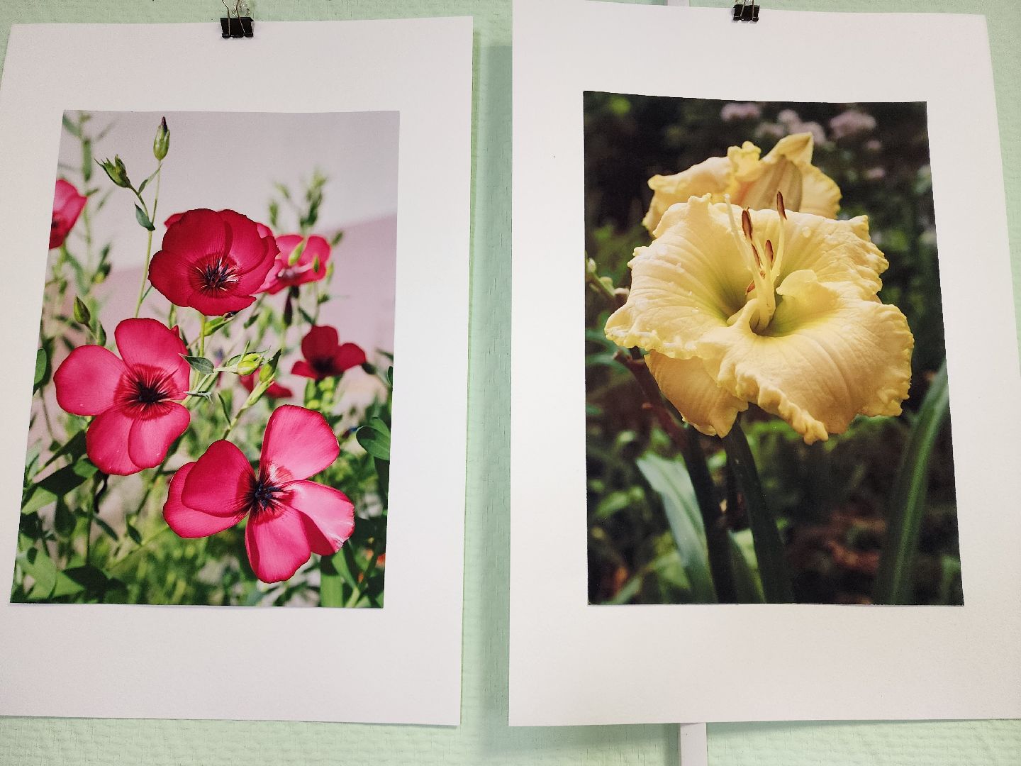 цветы, шатура, шатурский краеведческий музей, светлана астахова, выставка,