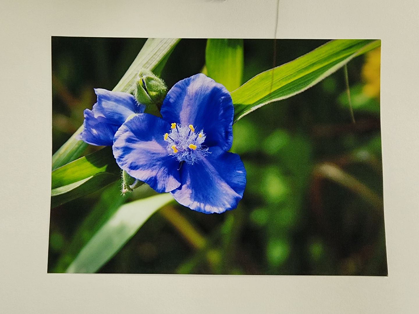 цветы, шатура, шатурский краеведческий музей, светлана астахова, выставка,