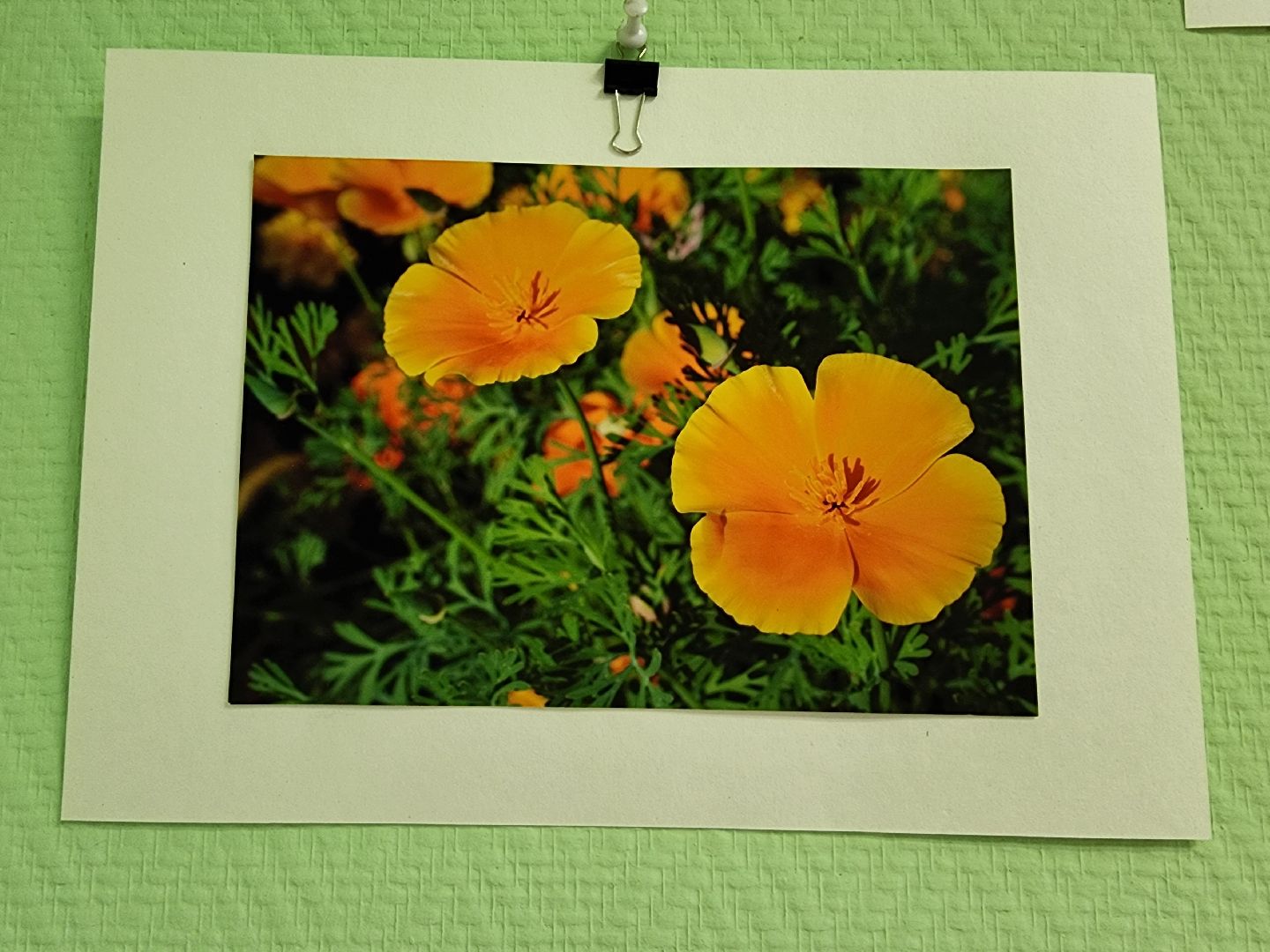 цветы, шатура, шатурский краеведческий музей, светлана астахова, выставка,