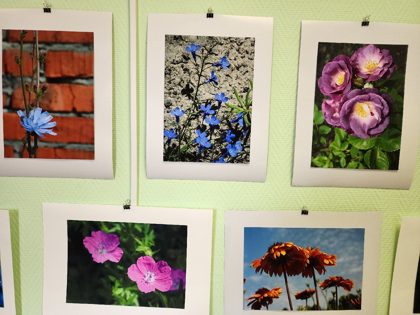 цветы, шатура, шатурский краеведческий музей, светлана астахова, выставка,