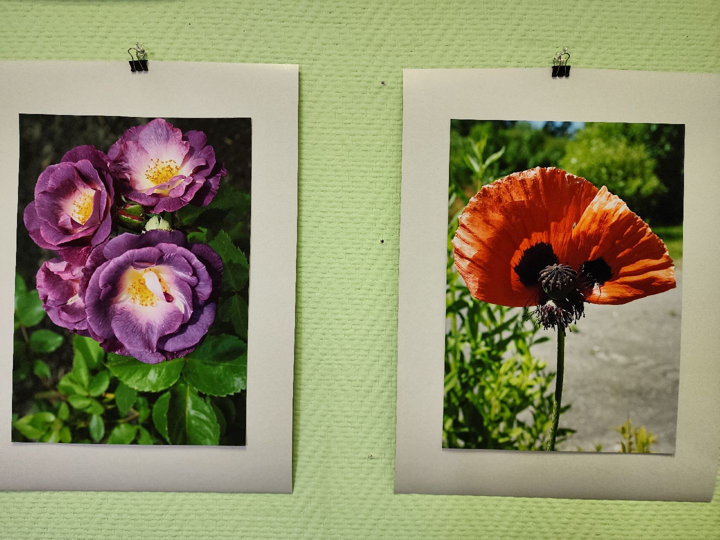 цветы, шатура, шатурский краеведческий музей, светлана астахова, выставка,