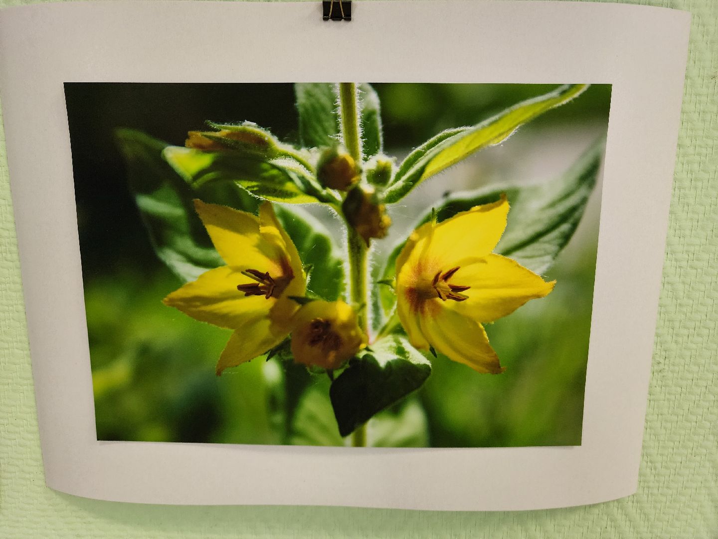 цветы, шатура, шатурский краеведческий музей, светлана астахова, выставка,