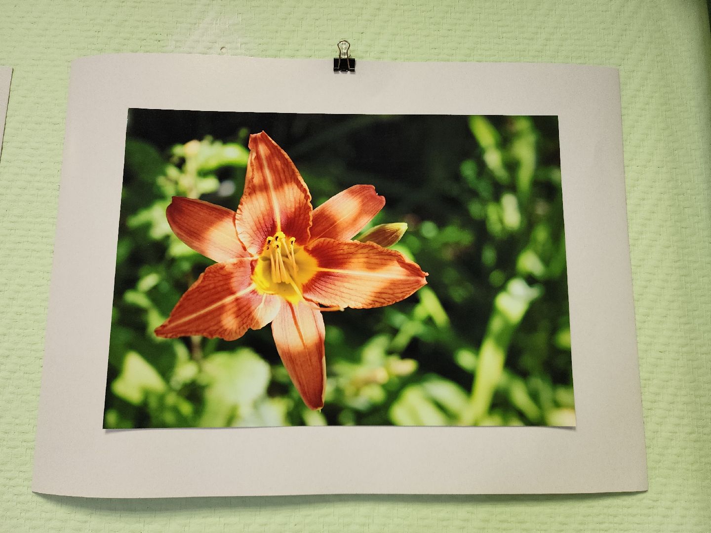 цветы, шатура, шатурский краеведческий музей, светлана астахова, выставка,