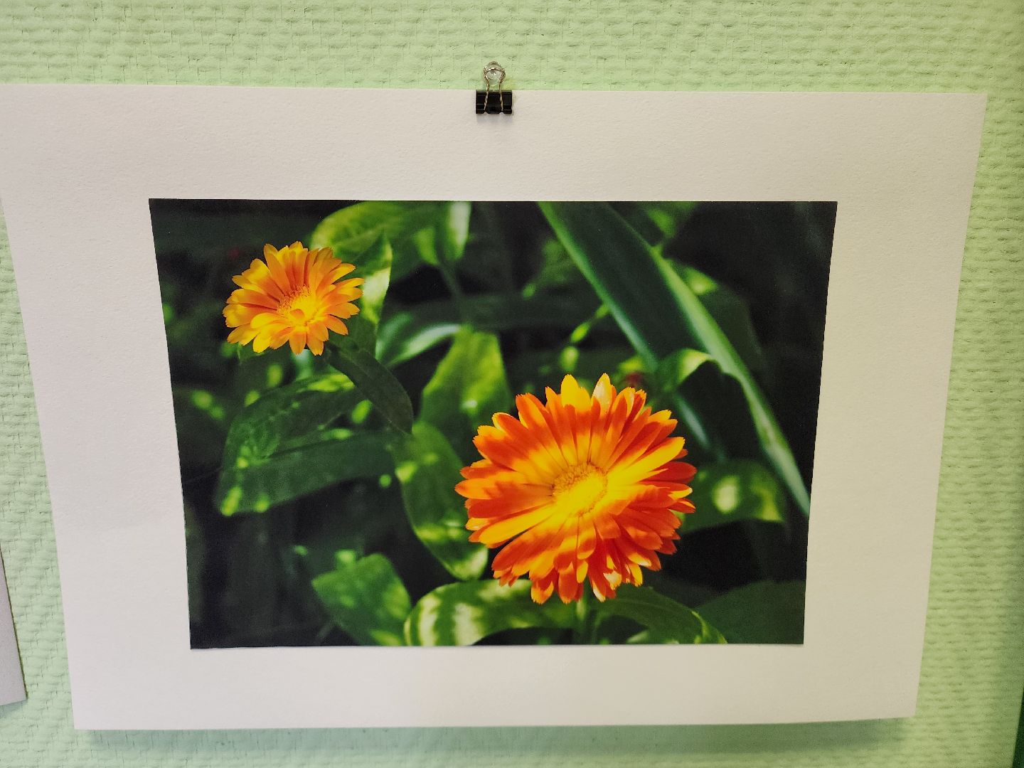 цветы, шатура, шатурский краеведческий музей, светлана астахова, выставка,