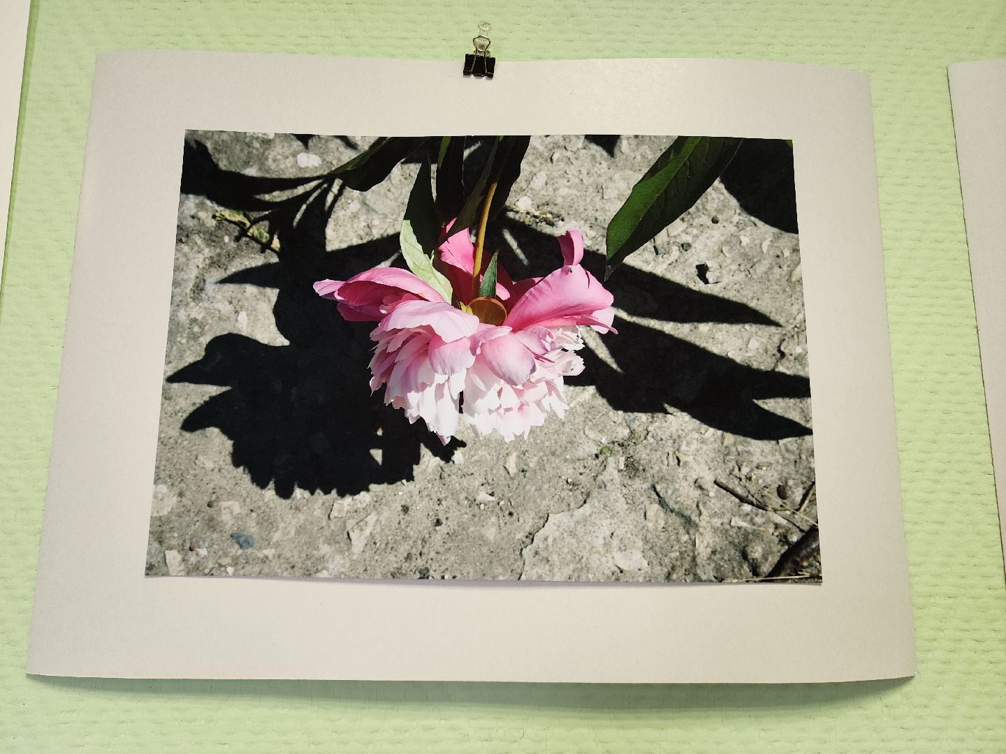 цветы, шатура, шатурский краеведческий музей, светлана астахова, выставка,