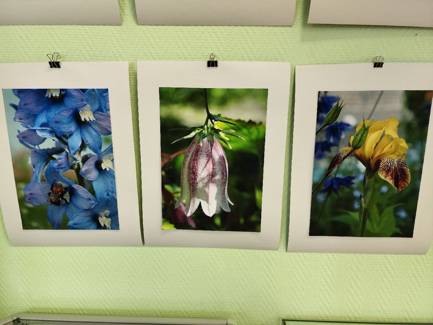 цветы, шатура, шатурский краеведческий музей, светлана астахова, выставка,