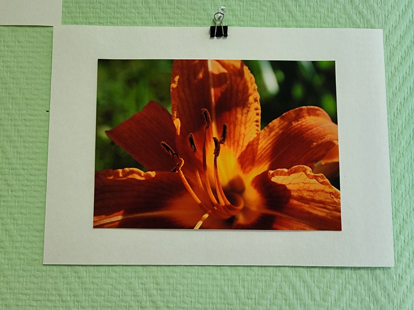 цветы, шатура, шатурский краеведческий музей, светлана астахова, выставка,